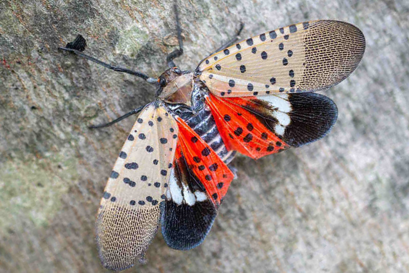 Spotted Latternfly