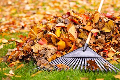 Public Services to begin leaf collection on Wednesday, November 6