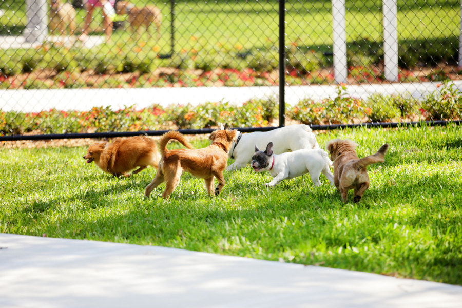 Dog Park Group of Dogs