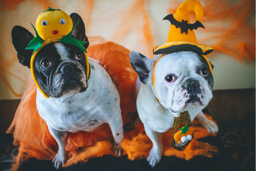 Halloween Parade Dog Costumes